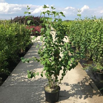 Philadelphus 'Minnesota Snowflake'