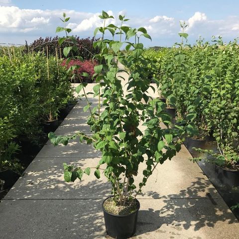 Philadelphus 'Minnesota Snowflake'