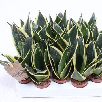 Sansevieria 'Golden Hahnii Black'