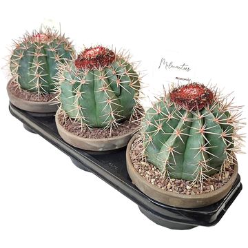 Melocactus salvadorensis