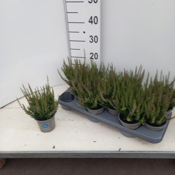 Calluna vulgaris BEAUTY LADIES SCARLET