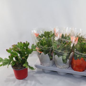 Schlumbergera MIX