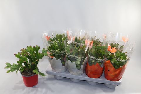 Schlumbergera MIX