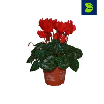 Cyclamen persicum SUPER SERIE S ALLURE RED