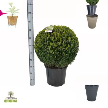 Buxus sempervirens