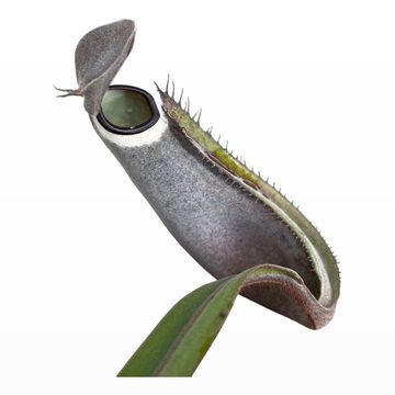 Nepenthes albomarginata