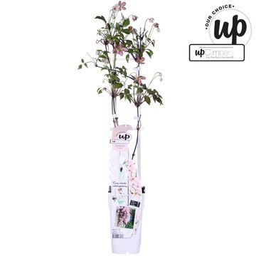 Clematis 'Fragrant Spring' (M)