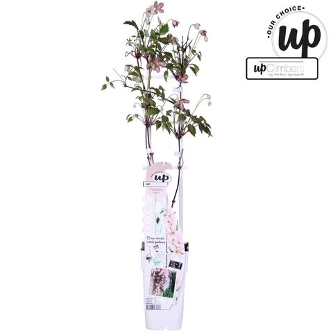 Clematis 'Fragrant Spring' (M)