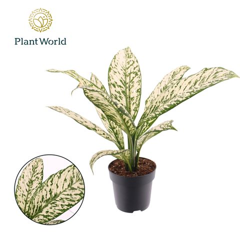 Dieffenbachia 'White Etna'