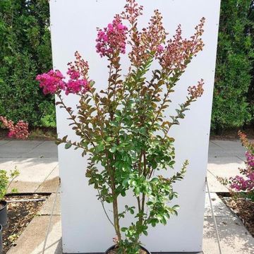 Lagerstroemia indica FUCHSIA D'ÉTÉ