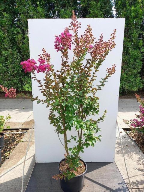 Lagerstroemia indica FUCHSIA D'ÉTÉ