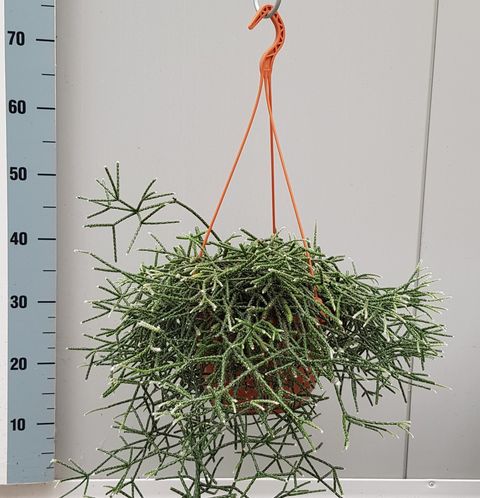 Rhipsalis pilocarpa