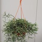 Rhipsalis pilocarpa