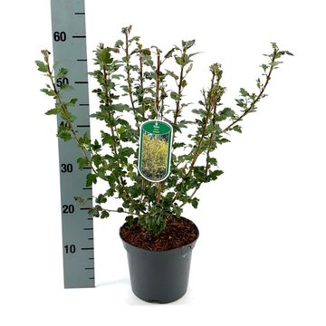 Ribes alpinum 'Schmidt'