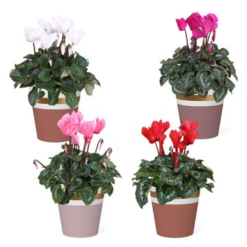 Cyclamen persicum SUPER SERIE S ALLURE MIX