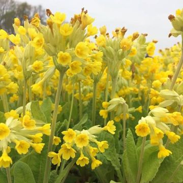 Primula veris