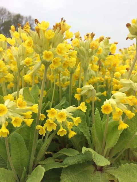 Primula veris