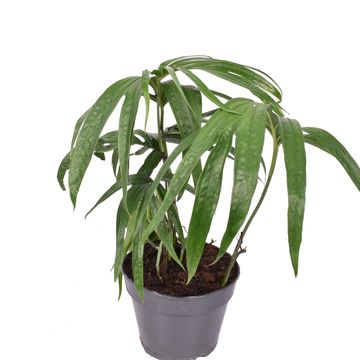 Amydrium zippelianum