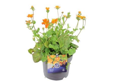 Geum coccineum 'Borisii'