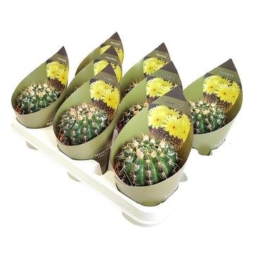 Notocactus submammulosus