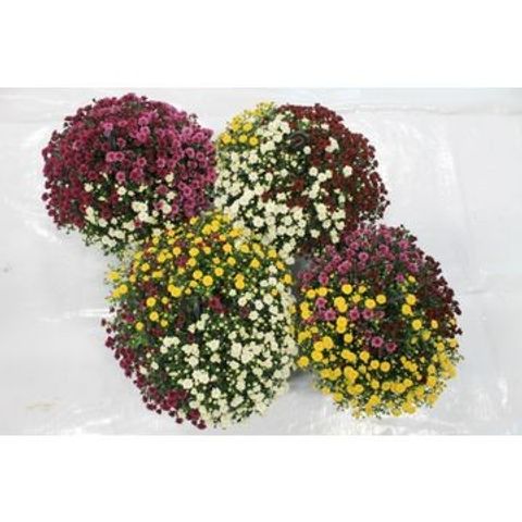 Chrysanthemum SKYFALL MIX IN POT