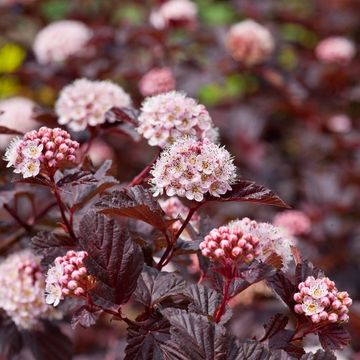 Physocarpus opulifolius LADY IN RED