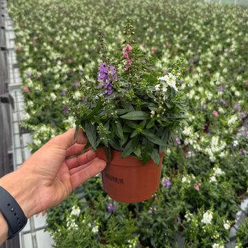 Angelonia angustifolia MIX IN POT