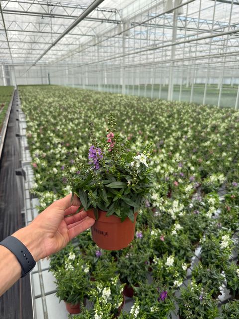 Angelonia angustifolia MIX IN POT