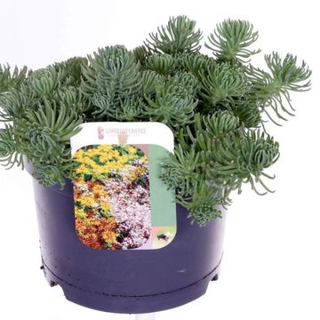 Sedum forsterianum 'Oracle'