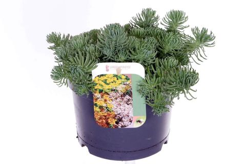 Sedum forsterianum 'Oracle'