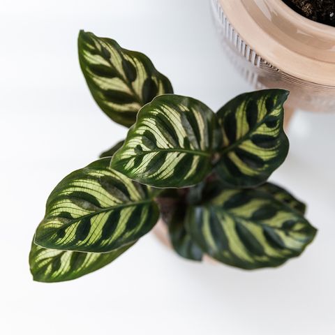 Calathea MIX