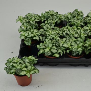 Fittonia MOSAIC WHITE TIGER