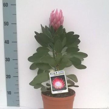 Protea cynaroides 'Little Prince'