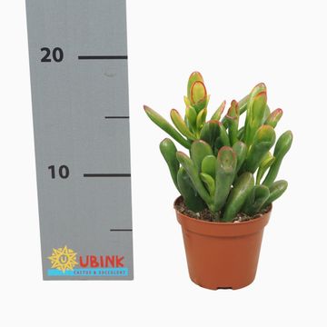 Crassula ovata 'Horntree'