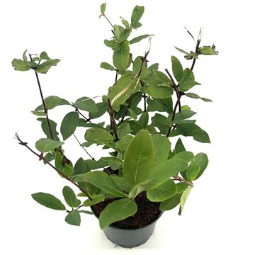 Lonicera caerulea kamtschatica
