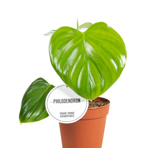 Philodendron henry-pittieri