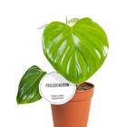 Philodendron henry-pittieri