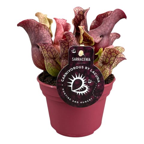 Sarracenia purpurea venosa 'Sylwia'