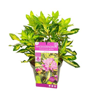 Rhododendron 'Blattgold'