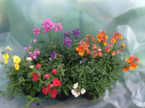 Nemesia MIX