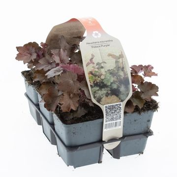 Heuchera micrantha 'Palace Purple'