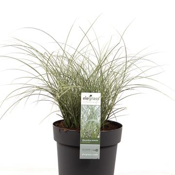 Miscanthus sinensis 'Morning Light'