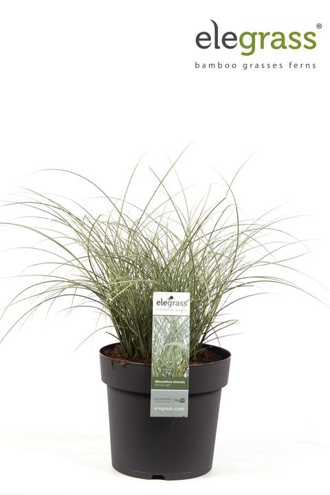 Miscanthus sinensis 'Морнинг Лайт'