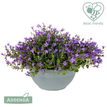 Campanula portenschlagiana AMBELLA PURPLE
