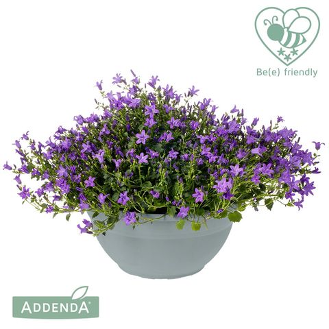 Campanula portenschlagiana AMBELLA PURPLE