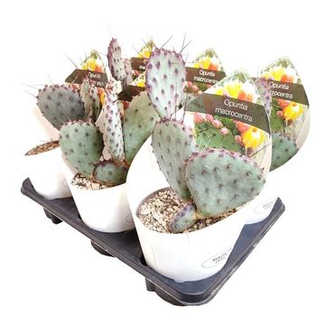 Opuntia macrocentra