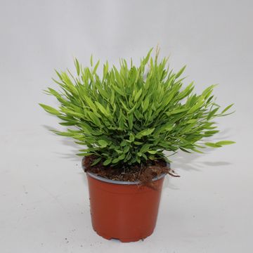 Pogonatherum 'Monica'