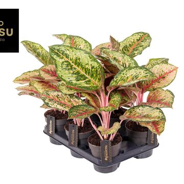 Aglaonema 'Carnival Queen'