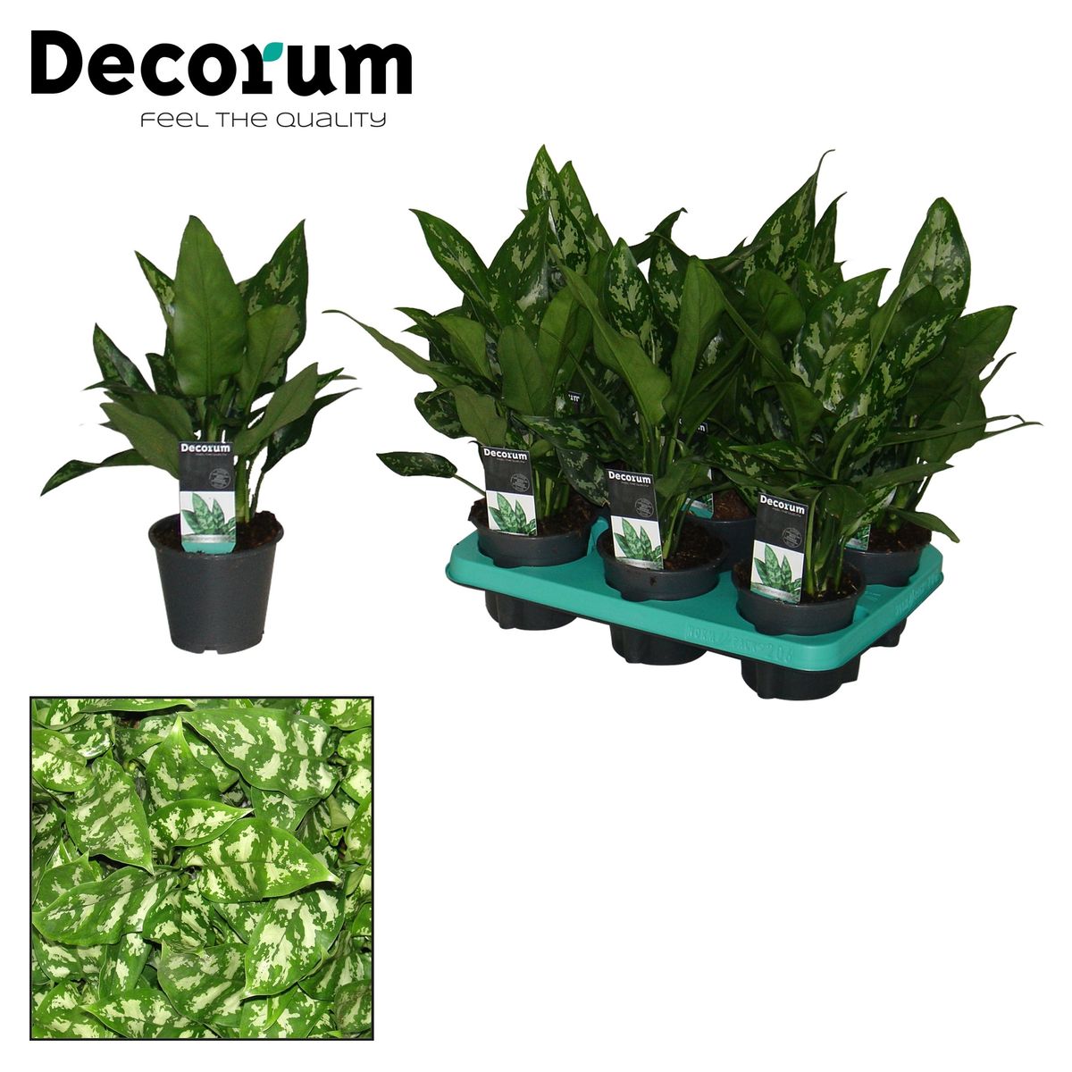 Aglaonema 'Maria' — Plant Wholesale FlorAccess