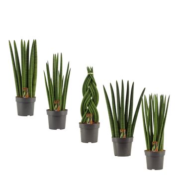 Sansevieria cylindrica MIX